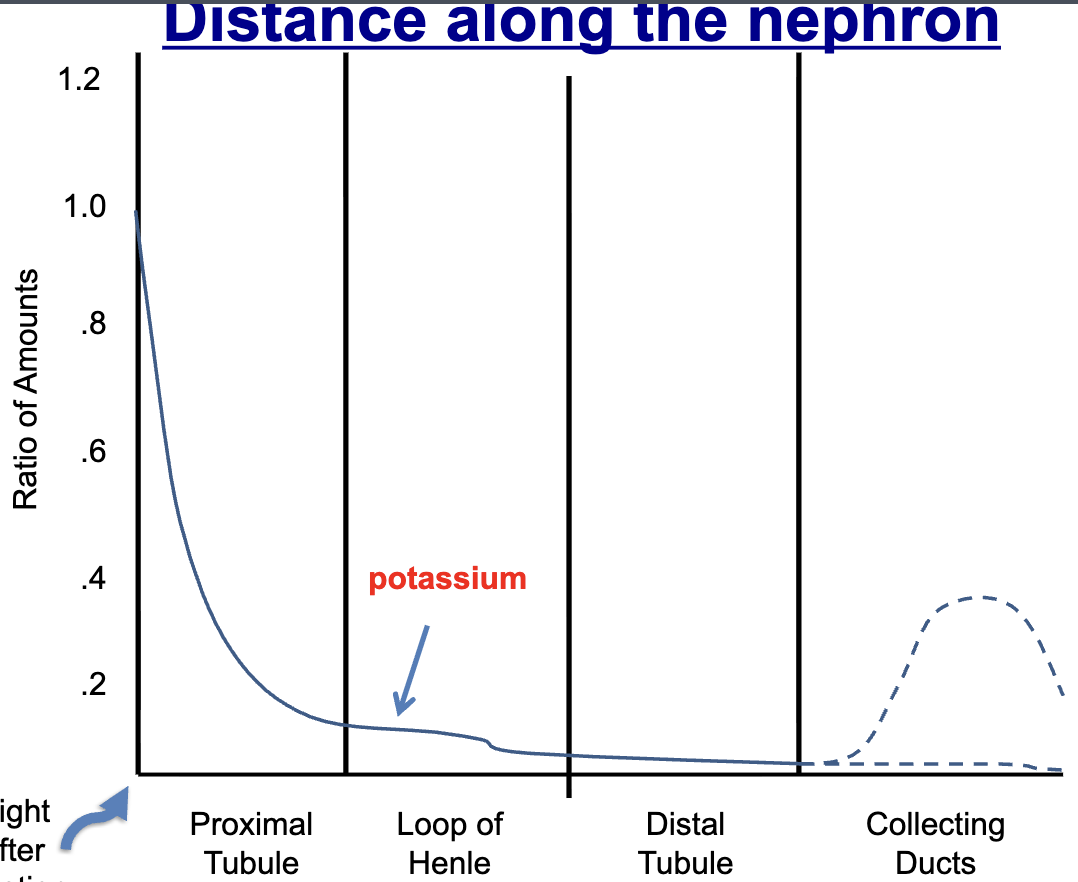 <p>Mostly reabsorbed in proximal tubule, until collecting ducts</p><p>depends on diet,</p><p>If low potassium intake, reabsorb most of it</p><p>If high potassium intake, some later secreted</p>