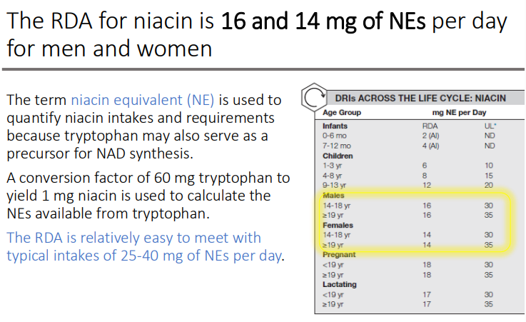 <p>1 mg niacin is used to calculate the NEs available from tryptophan.</p><ul><li><p>The RDA is relatively easy to meet with typical intakes of 25-40 mg of NEs per day.</p></li></ul><p></p>