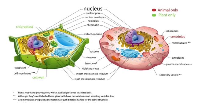 <p>(centriole)</p><ul><li><p>a MTOC, creates and organises MT, and controls and houses the formation of the mitotic spindle</p></li><li><p>plants instead rely on MFs for cell divison rather than MTs</p></li></ul><p>(lysosomes)</p><ul><li><p>organelles that break materials down, vesicles formed by the golgi body</p></li><li><p>typically small but can be larger in cells who need that function more (e.g. white blood cells - lots of engulfing)</p></li><li><p>plants instead use lytic vesicular bodies, which are variations of the vacuole, that get modified by the golgi </p></li></ul><p></p>
