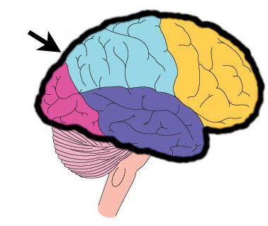 <p><span>Area of the brain responsible for all voluntary activities of the body</span></p>