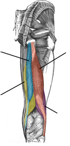 <p>Regarding the muscles in the picture, which of the following statements is correct?</p><p>they are innervated by the femoral nerve</p><p>they act on the knee, extending it</p><p>they act on the hip, extending it</p><p>they are supplied by the superior gluteal and the deep femoral arteries</p>
