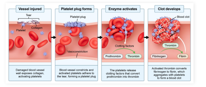 <ul><li><p>Platelets: Anucleate cell fragments that are involved in blood clotting and in activating the innate immune system</p></li><li><p>Help regulate <strong>macrophages </strong>and <strong>dendritic </strong>cells</p></li></ul><p></p>