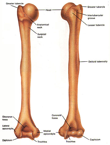 <p>expanded proximal end of a bone carried on a nar</p><p></p>