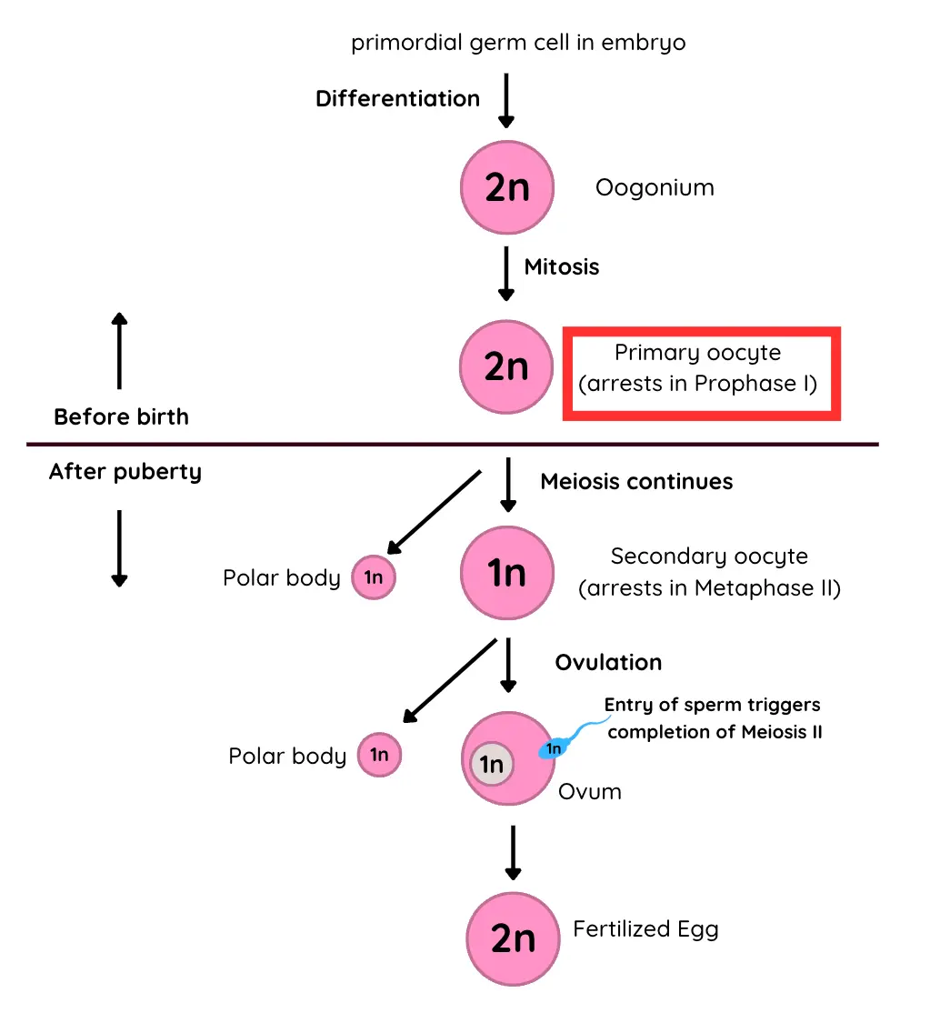 <p>Diploid cells formed from oogonia in the ovaries, which begins the first meiotic division but arrest in prophase I until puberty, when they resume development during each menstrual cycle</p>