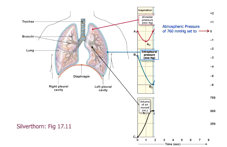 <ul><li><p>V shape in alveolar pressure is due to initial drop in pressure when you first breathe in, but as air moves in, it re-equilibrates ith atmospheric pressure </p></li></ul><p></p>