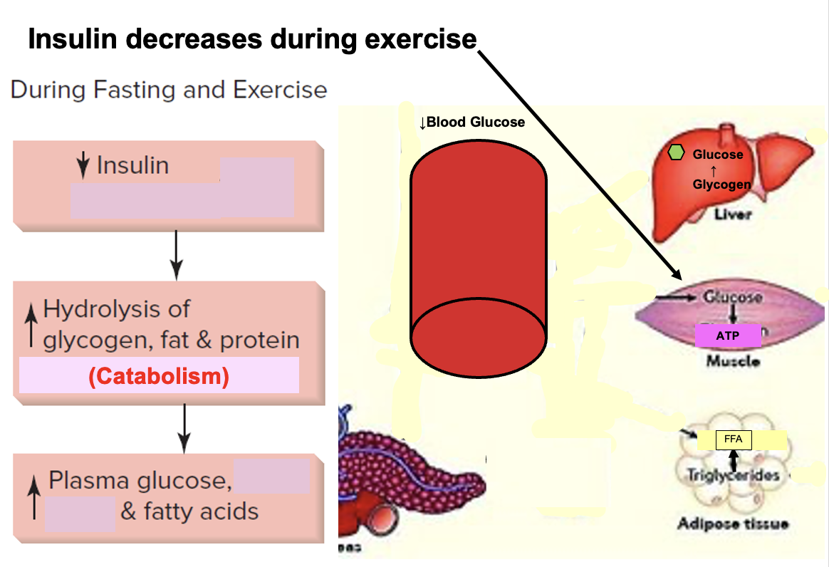 <p><strong>During exercise → ↓ insulin</strong></p><div data-type="horizontalRule"><hr></div><p class="isSelectedEnd"><strong>Why insulin decreases:</strong><br><span data-name="point_right" data-type="emoji">👉</span> Allows <strong>mobilization of stored fuels</strong></p><div data-type="horizontalRule"><hr></div><p class="isSelectedEnd"><strong>Effects of ↓ insulin:</strong></p><ul><li><p>↑ <strong>Glycogenolysis (liver)</strong> → ↑ blood glucose</p></li><li><p>↑ <strong>Lipolysis (adipose tissue)</strong> → ↑ free fatty acids</p></li></ul><div data-type="horizontalRule"><hr></div><p class="isSelectedEnd"><strong>Fuel usage:</strong></p><ul><li><p><strong>Glucose</strong> → used by muscles for ATP</p></li><li><p><strong>Fatty acids</strong> → oxidized for ATP (especially during prolonged exercise)</p></li></ul><div data-type="horizontalRule"><hr></div><p class="isSelectedEnd"><strong>Key Concept:</strong><br><span data-name="point_right" data-type="emoji">👉</span> Low insulin = <strong>catabolic state → fuel release</strong></p><div data-type="horizontalRule"><hr></div><p class="isSelectedEnd"><strong>Big Picture:</strong></p><ul><li><p>Liver → releases glucose</p></li><li><p>Adipose → releases fatty acids</p></li><li><p>Muscle → uses both for energy</p></li></ul><p></p>