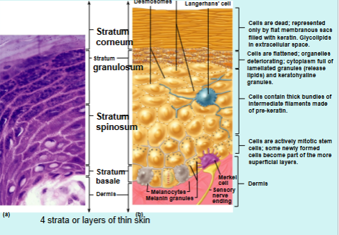 <ul><li><p>4 strata are present in thin skin, 5 strata present in thick skin</p></li></ul><p></p><ol><li><p>Stratum basale = deepest stratum</p></li><li><p>Stratum spinosum = contains tonofilaments</p></li><li><p>Stratum granulosum = contains granules </p></li><li><p>Stratum Lucidum = only in thick skin</p></li><li><p>Stratum Corneum = superficial stratum</p></li></ol><p></p>