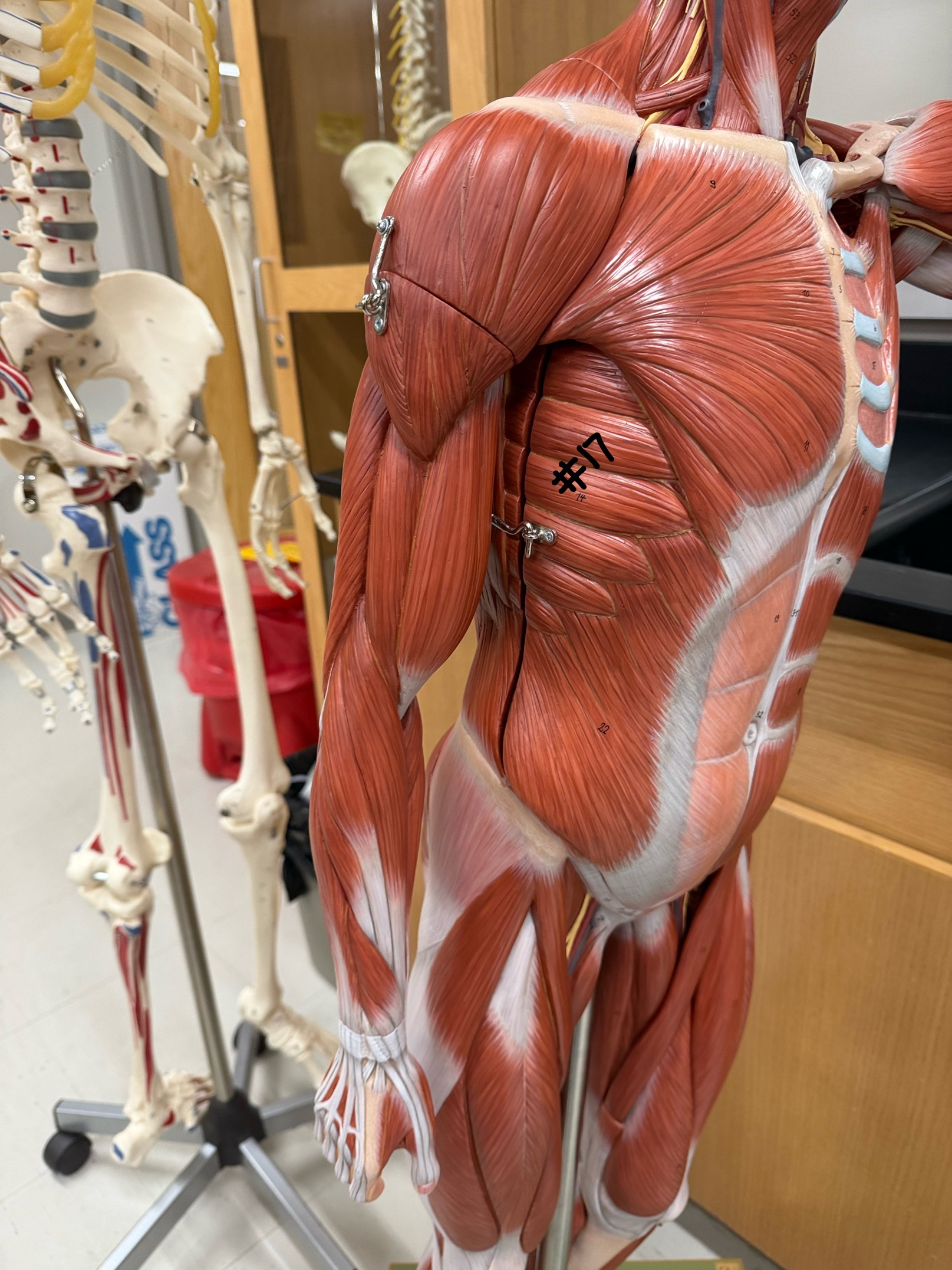 <p>What muscle is labeled at #17?</p>