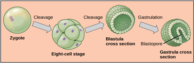 <p>Development of a simple embryo. During embryonic development, the zygote undergoes a series of mitotic cell divisions, or cleavages, that subdivide the egg into smaller and smaller blastomeres. </p>