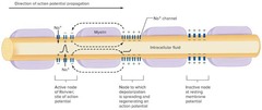 <p>Gaps between regions of the myelin sheath that permit the exchange of ions across the cell membrane.</p>
