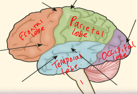 <ul><li><p>Frontal lobe</p></li><li><p>Parietal lobe</p></li><li><p>Occipital lobe</p></li><li><p>Temporal lobe</p></li></ul><p></p>