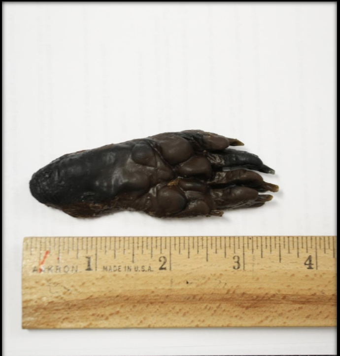 <p>Name this animal track</p>