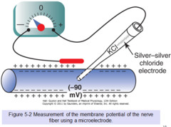 <p>By placing an intracelluar electrode inside the cell and an extracellular electod in the ECF.</p><p>A voltmeter could then mearuse the potental difference across the cell membrane.</p><p>outside the cell is considered OmV</p><p>inside of a cell at rest is always neg relative to the outside so the cell memrbane potential is a neg number.</p>