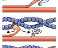 <p><span>1. ATP binds to myosin head<br>2. Ca2+ exposes binding sites on actin<br>3. Cross bridges between myosin heads<br>and actin filaments form<br>4. ADP + Pi are released<br>5. New ATP attaches to the myosin head,<br>causing cross bridges to unbind</span></p>