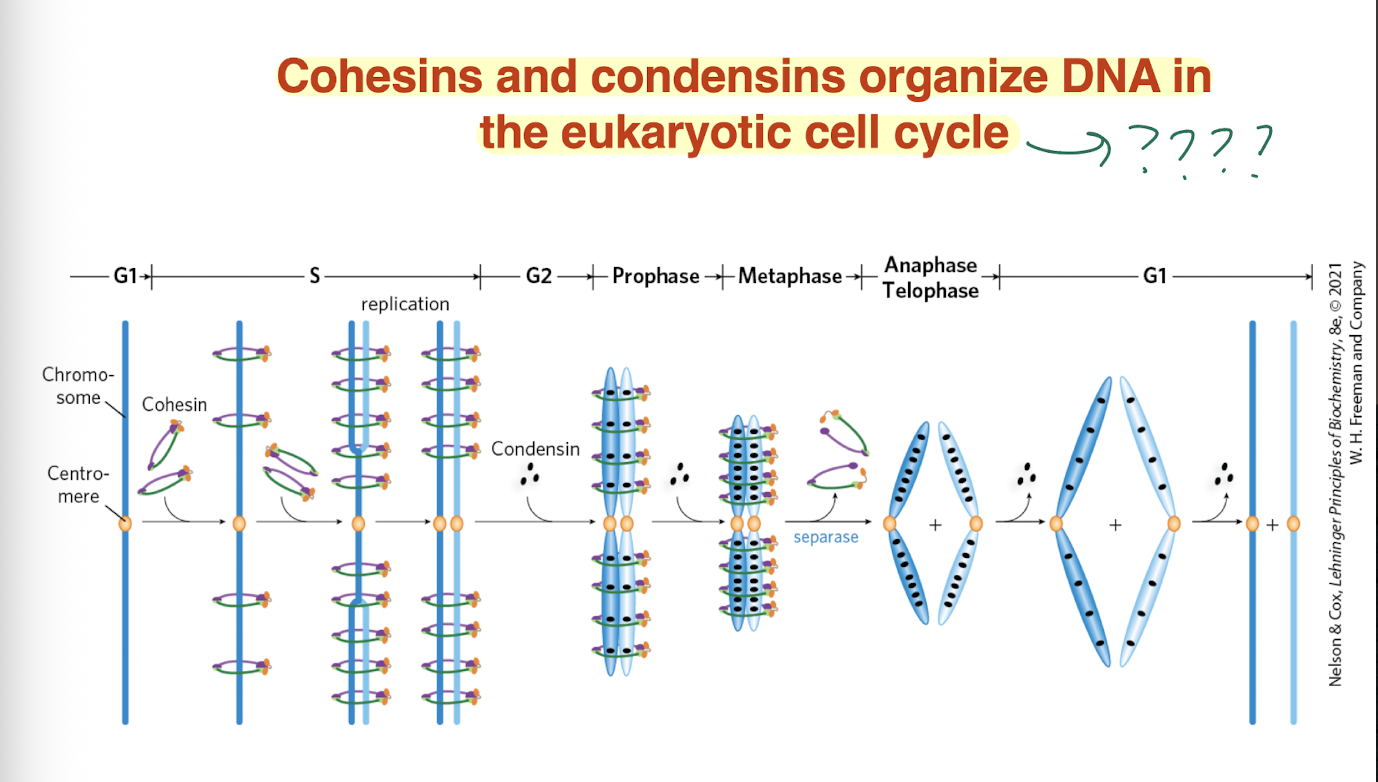 <p>Cohesins and condensins </p>