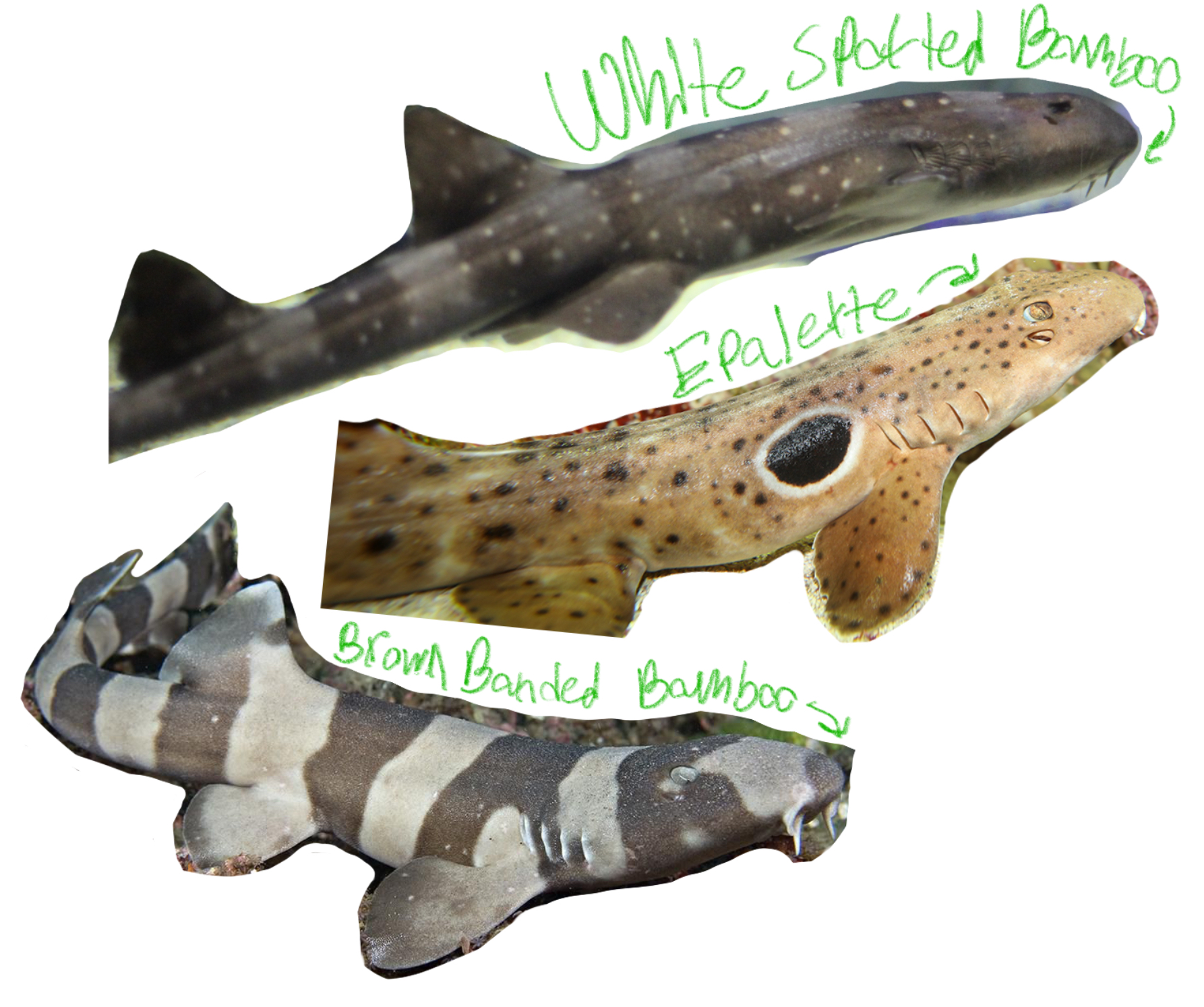 <p>Longtail Carpet or Bamboo Sharks</p><p>(Hemi-: “half", Scyllium (from skylion): small dog or whelp)</p><p>Includes: Whitespotted Bamboo Shark, Brown Banded Bamboo Sharks, Epaulettes</p><p>*All found in West Wing</p>