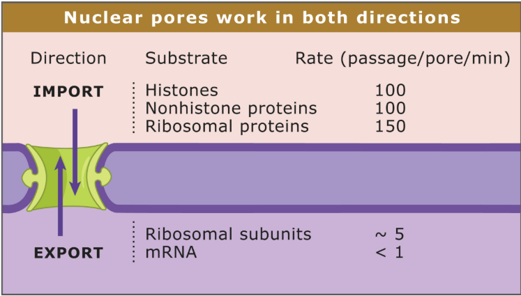 <p>Bidirectional </p><ul><li><p>Import: Histones, nonhistone proteins, ribosomal proteins </p></li><li><p>Export: Ribosomal subunits, mRNA</p></li></ul><p></p>