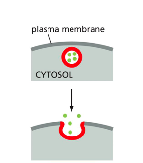 <p><span>vesicle fuses with the plasma membrane, releasing its content to the cell’s <strong>surroundings</strong>. </span></p>