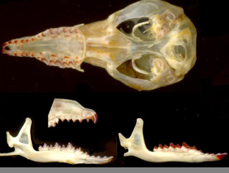 <p>Sorex cinereus</p>