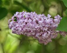 <p>Lilac</p>