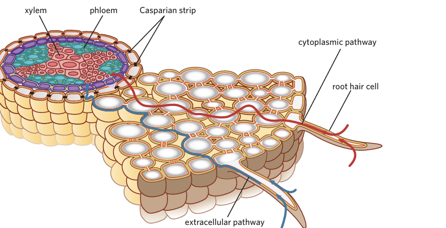 <p><span>-The pathway by which roots absorb the majority of nutrients and essential minerals from the soil.</span></p><p><span>- mineral ions (and bit of water)  diffuse into the cytoplasm </span></p><p><span><strong>Via</strong></span></p><p><span><strong>-Diffusion-passive</strong></span></p><p><span><strong>-Active transport</strong></span></p><p><span>Ion concentration inside root cells can be 100x higher</span></p><p>This helps draw water via osmosis</p><p></p><p></p>