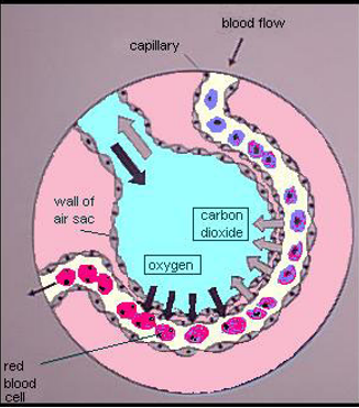 <p><span>&nbsp;</span><span style="font-family: "Tw Cen MT";">Between alveoli of lungs and surrounding capillaries by diffusion.</span></p><p><span>&nbsp;</span><span style="font-family: "Tw Cen MT";">Oxygen enters alveoli in inspired air and diffuses to the capillaries.</span></p><p><span>&nbsp;</span><span style="font-family: "Tw Cen MT";">Carbon dioxide in the blood diffuses from the capillaries to the lungs and leaves the body in expired air.</span></p><p></p>