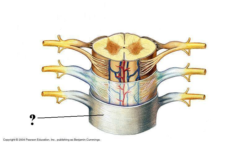 <p>Identify the indicated layer of the meninges</p>