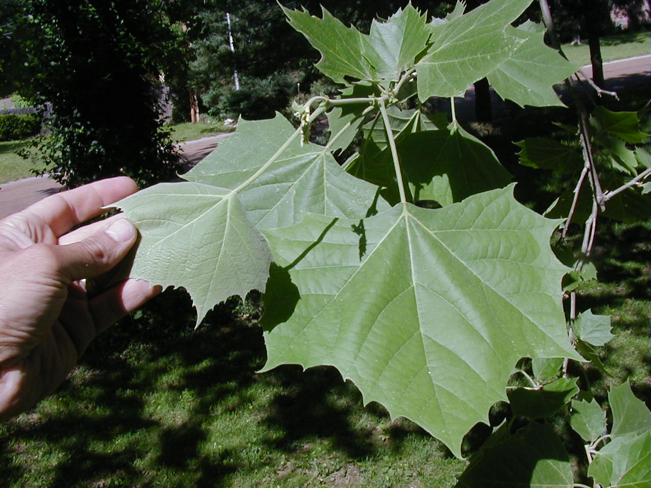 <p>scientific name</p>