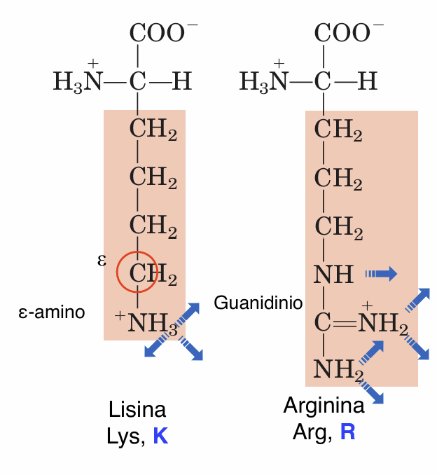 <ul><li><p><span><strong>Lisina:</strong> posee un grupo ε-amino (</span><span style="line-height: 1.15;">-NH3+</span><span>)</span></p></li><li><p><span><strong>Arginina:</strong> posee un grupo guanidinio con una carga positiva más deslocalizada por resonancia</span></p></li></ul><p></p>