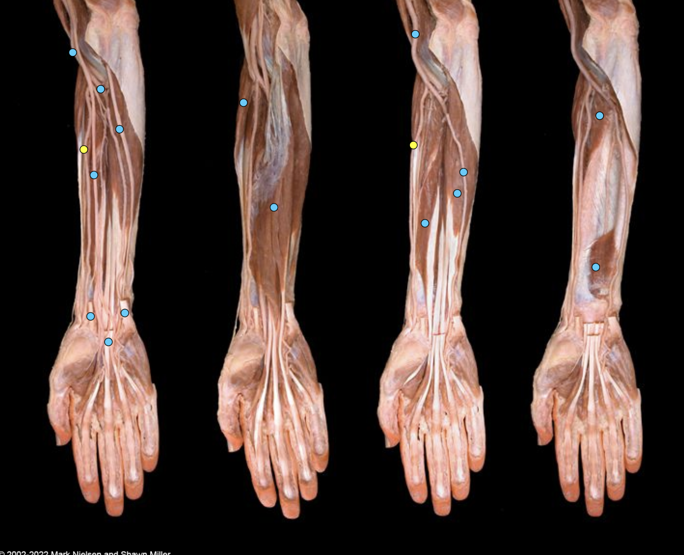 knowt flashcard image