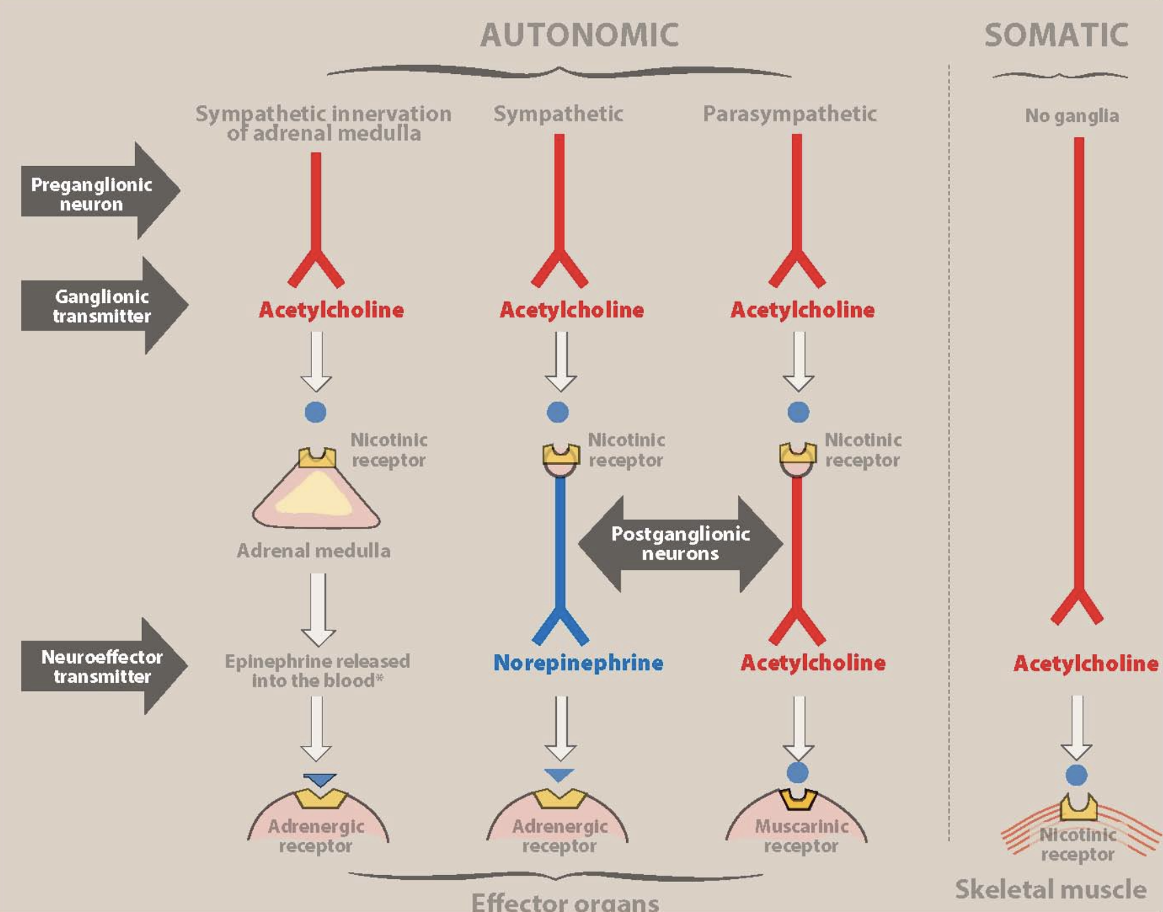 <ul><li><p>sympathetic innervation of adrenal medulla:</p><ul><li><p>preganglionic neuron → acetylcholine → nicotinic receptor on chromaffin cells of adrenal medulla → epinephrine → adrenergic receptor of effector organs</p></li><li><p>epinephrine released in blood and acts as a hormone because it is distributed systemically</p></li></ul></li><li><p>sympathetic innervation:</p><ul><li><p>preganglionic neuron → acetylcholine → nicotinic receptor on postganglionic neurons (N<sub>n</sub>) → norepinephrine → adrenergic receptor of effector organs (⍺/β)</p></li></ul></li><li><p>parasympathetic innervation:</p><ul><li><p>preganglionic neuron → acetylcholine → nicotinic receptor on postganglionic neurons (N<sub>n</sub>) → acetylcholine → muscarinic receptor on effector organs</p></li></ul></li><li><p>somatic innervation:</p><ul><li><p>somatic motor neuron → acetylcholine → nicotinic receptor on skeletal muscle cells (N<sub>m</sub>)</p></li></ul></li></ul><p></p>