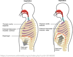 <p>internal intercostals</p>