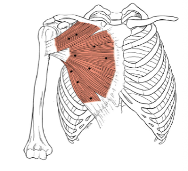 <p>What muscle is this?</p>
