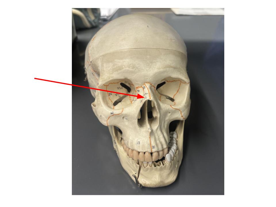 <p>nose</p>