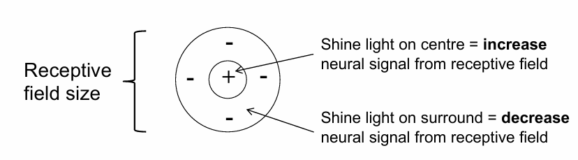 <ul><li><p>The retina is tiled with multiple, overlapping light-sensitive areas called <strong>receptive fields</strong></p></li><li><p>Many receptive fields show<strong> centre/surround opponency</strong>, formed by the wiring between various retinal cells</p></li></ul><p></p><p><strong>Illuminate field uniformly</strong>: little change in neural signal from baseline firing rate, as centre (excitation) & surround (inhibition) influences cancel</p><p>The idea that one area can influence the activity from a neighbouring area is called lateral inhibition</p>