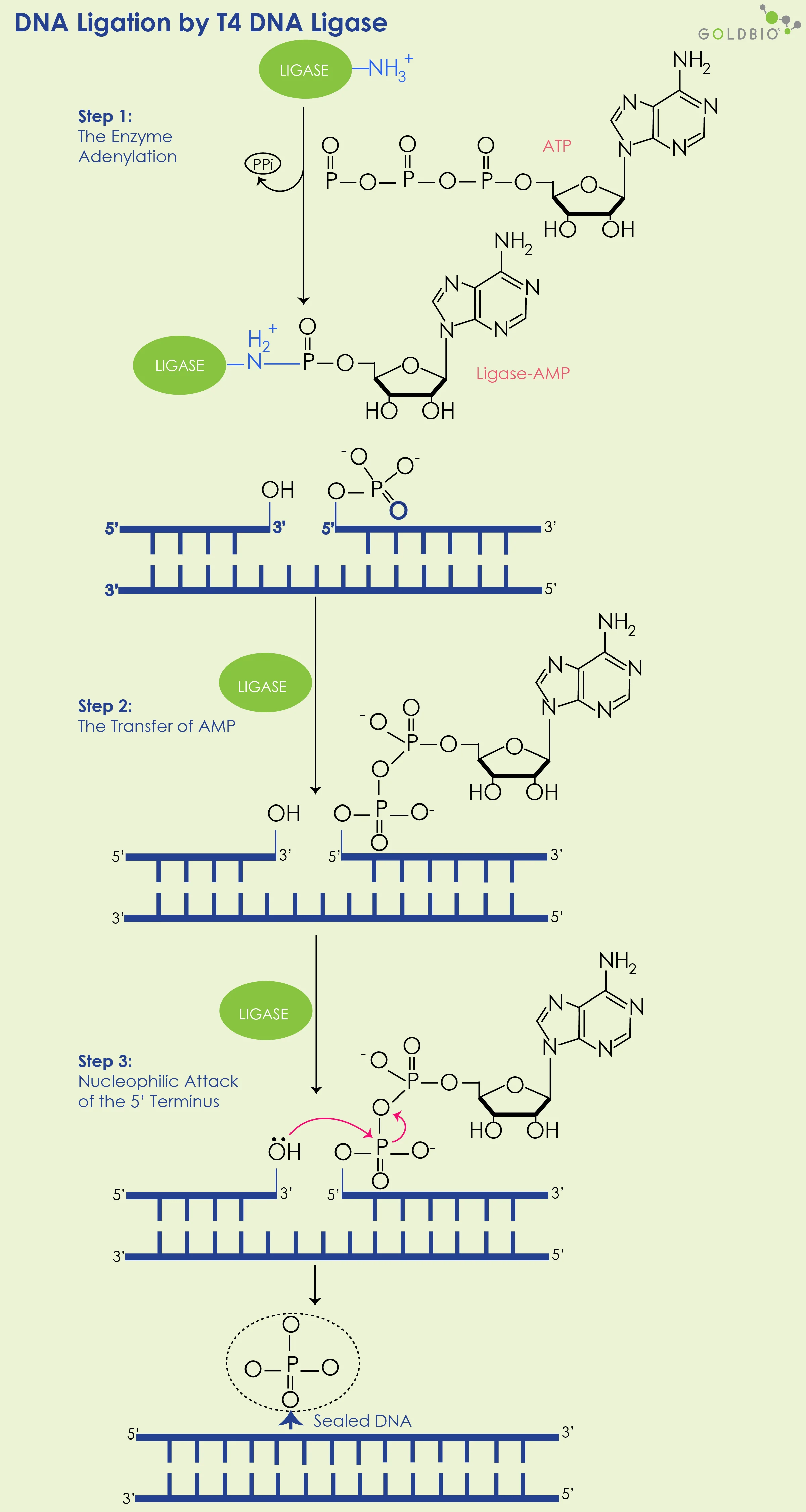 <p>DNA Ligase</p>