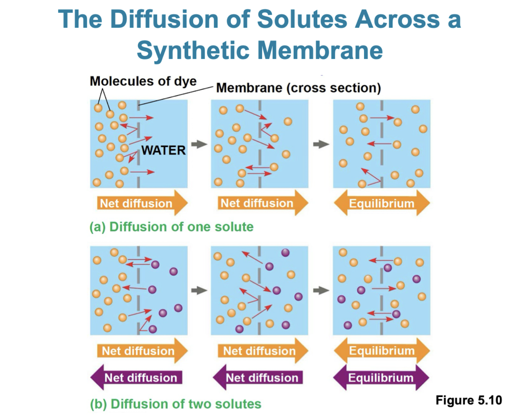 <ul><li><p>tendency for molecules to spread out evenly in available space</p></li><li><p>although molecules move randomly, it may be directional </p></li><li><p>at dynamic equilibrium there are an even amount of molecules crossing the membrane in one direction as the other</p></li><li><p>substances diffuse down their concentration gradient (more to less)</p></li></ul><p></p>
