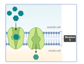 <p>Which statement(s) accurately describe Structure 5?&nbsp;Select all that apply.<br>a. This structure is a phospholipid.<br>b. This structure is a phospholipid bilayer. &nbsp;<br>c. This structure is a protein.<br>d. This structure is a channel protein.<br>e. This structure is a carrier protein.</p>