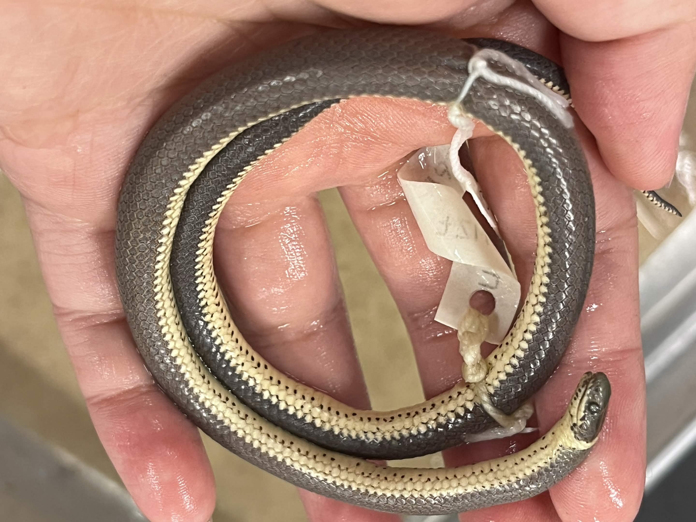 <p>Infraorder + Superfamily + Family + Scientific name?<br>- ring on neck<br>- spotted belly</p>