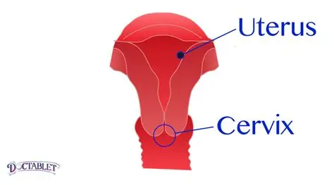 <p><strong>Cervix</strong></p>