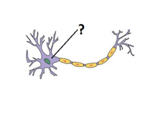 <p>- Cell body, contains the nucleus and other parts of the cell needed to sustain its life</p>