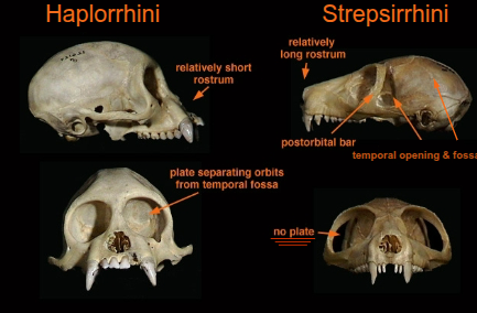 <p>Suborder Strepsirrhini – “lower primates”</p><p>Suborder Haplorrhini – “higher primates”</p>