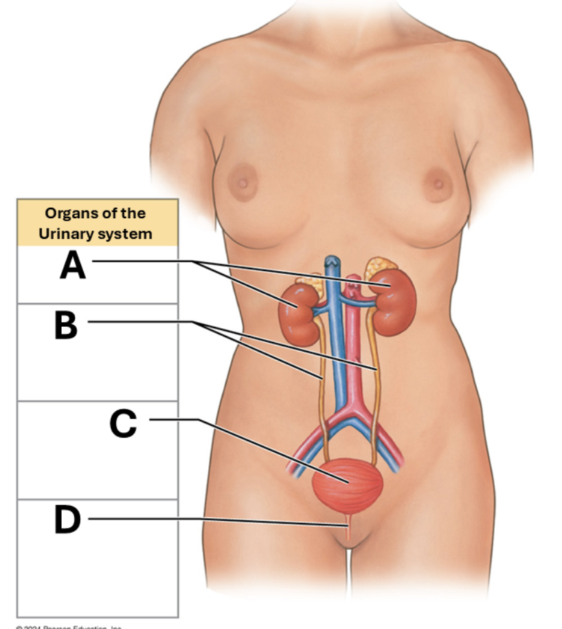 <p>Urethra </p>