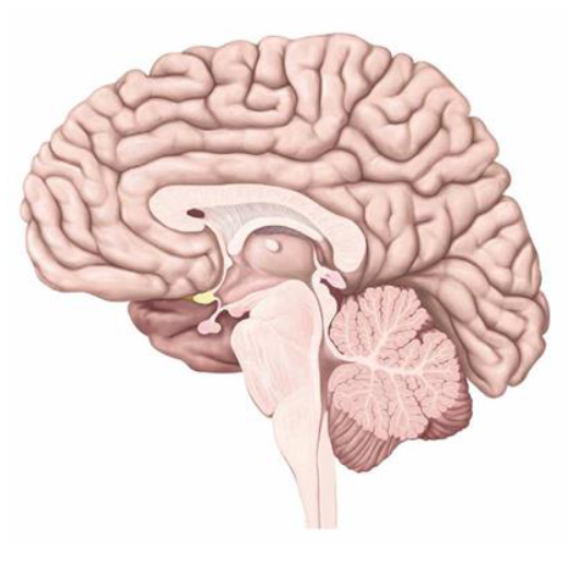 <p>Where is the diencephalon located and what does it consist of?</p>