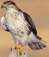 <p>Species, family, order?</p>