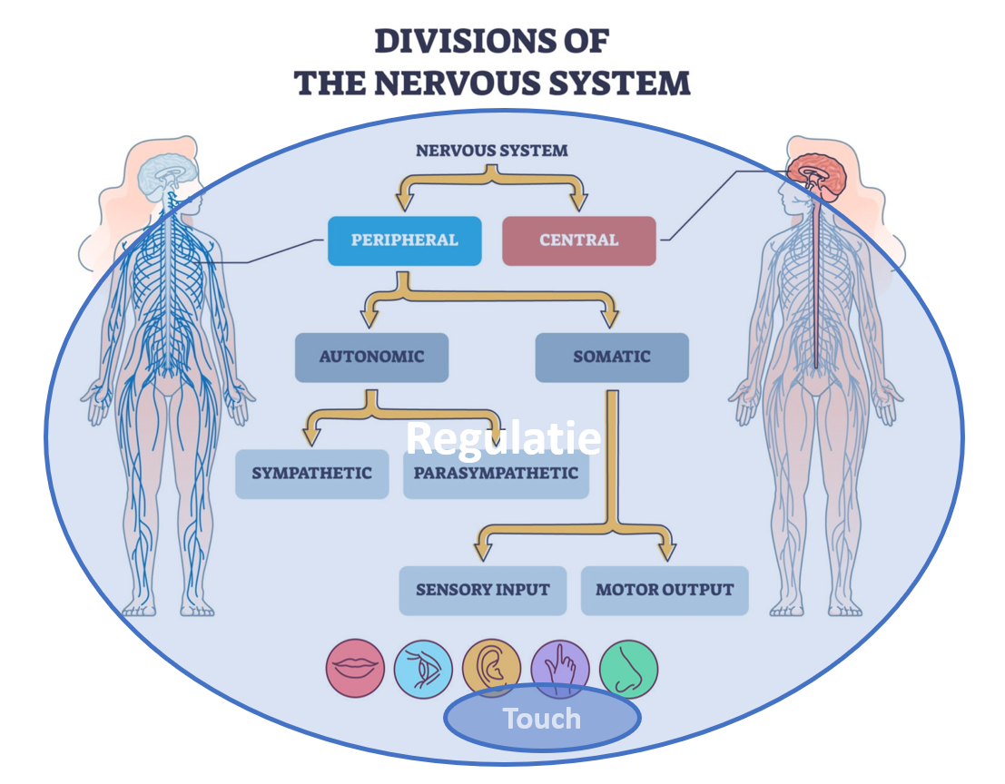 <p>Regulatie: alles</p><p>Touch is toepassing van regulatie</p><ul><li><p>sensoriële input belangrijk voor somatosensorisch ZS!</p></li></ul><p></p>