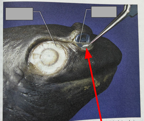 <p>What part of the organism is this?</p>