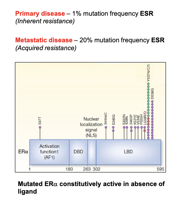 <ul><li><p>Mutations in <strong>ER (ESR gene)</strong> strongly drive signalling</p></li><li><p>Occur mainly in <strong>ligand-binding domain</strong> (e.g. <strong>Tyr537, Asp538</strong>)</p></li><li><p>Mutated ER is <strong>constitutively active without estrogen</strong></p></li><li><p>Causes <strong>reduced sensitivity to anti-estrogens</strong> (tamoxifen, fulvestrant)</p></li><li><p>Higher drug doses needed for inhibition</p></li><li><p>Structural change → <strong>mimics active receptor conformation</strong> → drugs can’t properly block it</p></li></ul><p></p>