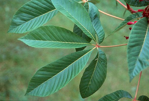 <p>Buckeye</p>