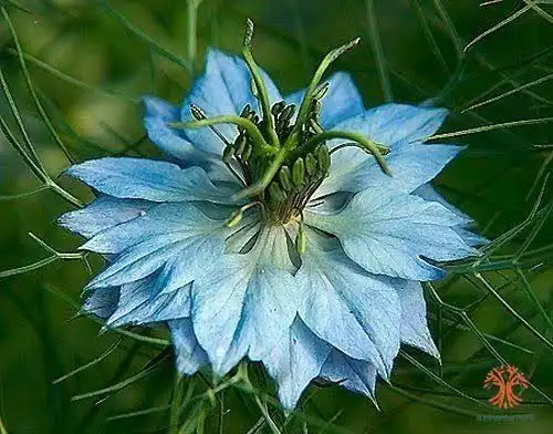 <p>Follaje</p>